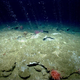Methane gas bubbling up out of cold seeps on the Atlantic Ocean floor offshore Virginia. Image: NOAA Okeanos Explorer